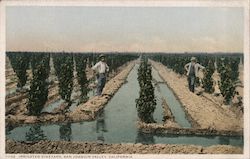 Irrigated Vineyard, San Joaquin Valley, California Postcard Postcard Postcard