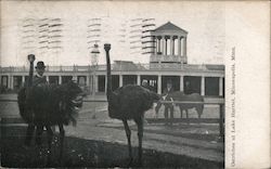 Ostriches at Lake Harriet Postcard
