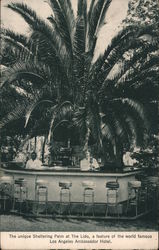 The Unique Sheltering Palm at the Lido, a feature of the world famous Los Angeles Ambassador hotel. California Postcard Postcard Postcard