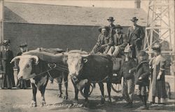 Champions on the Breaking Plow - Ox Team Postcard