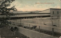 Ostrich Farm Postcard