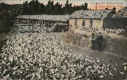 Pigeon Farm near Elysian Park Postcard