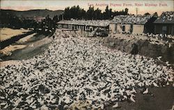 Los Angeles Pigeon Farm, Near Elysian Park California Postcard Postcard Postcard