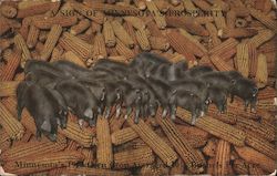 Pigs and Corn - A Sign of Minnesota's Prosperity, 1913 Postcard