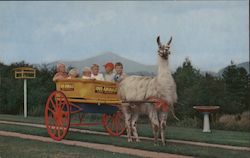 Llama Ride at 1000 Alive Fur & Game Farms Postcard