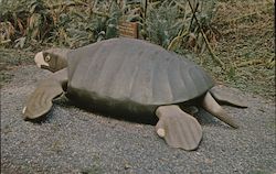 Archelon - Prehistoric Gardens Oregon Coast Highway Port Orford, OR Postcard Postcard Postcard