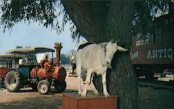 Sally the Goat at The Stagecoach Stop, Irish Hills Postcard