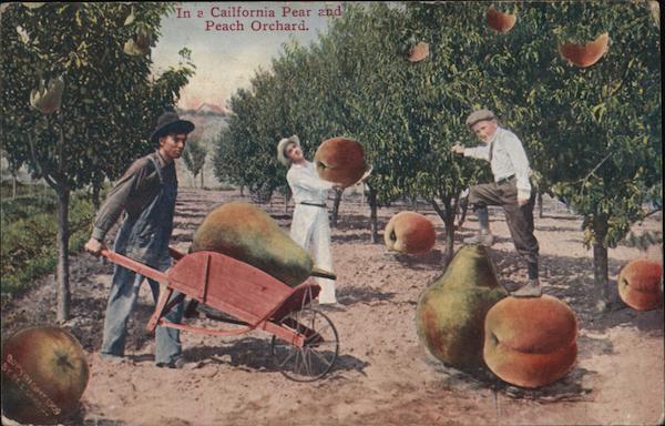 California Pear and Peach Orchard - Giant Fruit