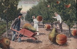 California Pear and Peach Orchard - Giant Fruit Postcard Postcard Postcard
