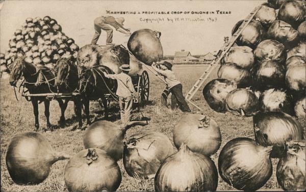 Harvesting A Profitable Crop Of Onions in Texas Exaggeration