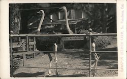 Cawston Ostrich Farm Postcard