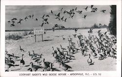 Lockhart Gaddy's Wild Goose Refuge Postcard