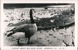 Lockhart Gaddy's Wild Goose Refuge Ansonville, NC Postcard Postcard Postcard