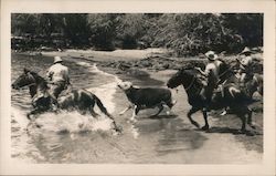 Cowboys Taking Cattle to Steamer Postcard