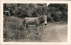 A donkey standing by a road Postcard