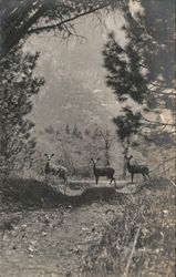 Three Deer Postcard