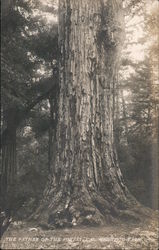 The Father of the Forest - California Redwood Park Postcard