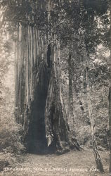 Large Tree In Forest Santa Cruz, CA Postcard Postcard Postcard