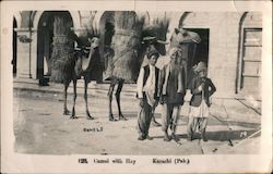 Camel With Hay Karachi, Pakistan Postcard Postcard Postcard