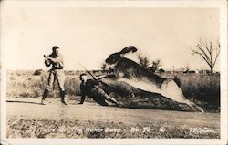 Jackrabbit attacking Hunters "Get out of the Road Boys" Postcard