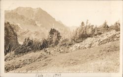 Elk at Head of Cat Creek, Clallam County Postcard