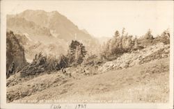 Elk at Head of Cat Creek, Clallam County Whiskey Bend, WA Postcard Postcard Postcard