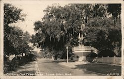 Old Live Oak Tree Street Scene Postcard