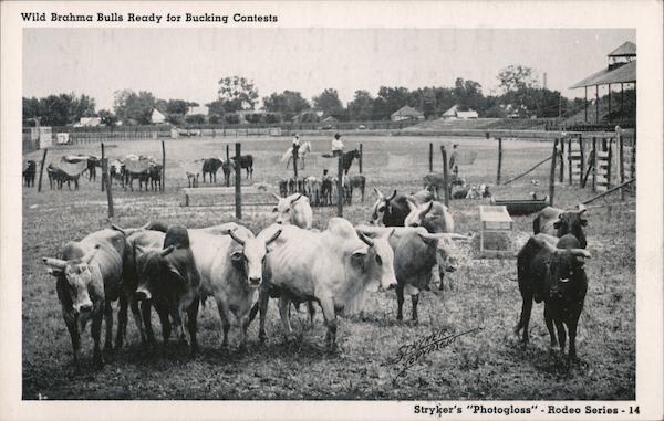 Wild Brahma Bulls Read for Bucking Contest Fort Worth Texas