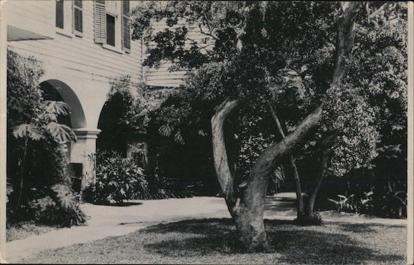 The Old Spice Tree, Old Spanish Treasury St. Augustine Florida