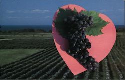 Lake Erie Shores Concord Grapes Postcard