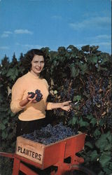 Harvest Time In The Great Concord Grape Belt Along Lake Erie Postcard