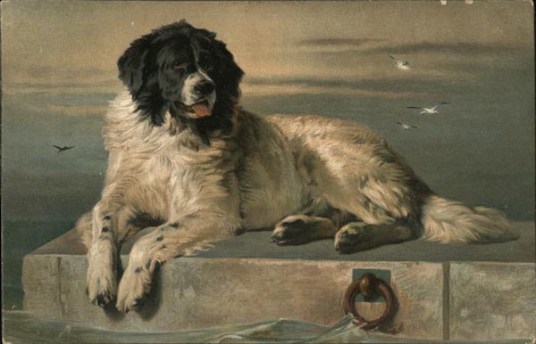 Large Dog sits by Seaside Dogs