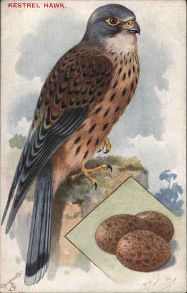 Kestrel Hawk Birds