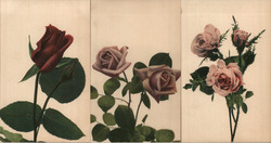 Lot of 3: Red & Pink Roses Flowers Postcard Postcard Postcard