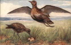 British Wild Fowl - Two Golden Plovers Postcard