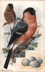 The Bullfinch - a male and female Bullfinch with eggs Birds Postcard Postcard Postcard