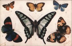 Butterflies and moths - 6 foreign species Postcard