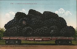 A Carload of Blackberries Exaggeration Postcard Postcard Postcard