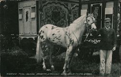 Kiddoo Full-Blood Arabian Stallion with Sells-Floto Shows Postcard