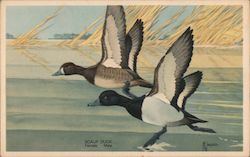 The Scaup Duck (Nyroca marila) - America's Wildlife Resources Ducks Postcard Postcard Postcard