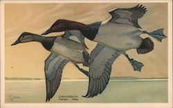 The Canvasback, Female and Male Waterfowl Birds Postcard Postcard Postcard