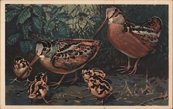A family of Woodcocks in the forest Birds Postcard Postcard Postcard