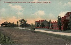 Driveway Looking South from Live Stock Pavilion Postcard