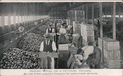 PACKING APPLES ON A VICTORIAN ORCHARD Postcard