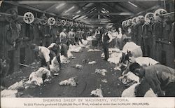 Shearing Sheep by machinery, Victoria Postcard