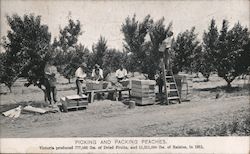 Picking and Packing Peaches Postcard