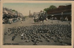 Jeypore, pigeons Postcard