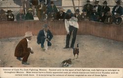 Interior of Cock Pit, Cock Fighting Postcard