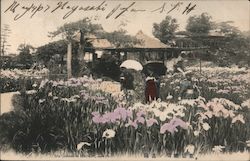 Iris Garden at Horikiri Postcard