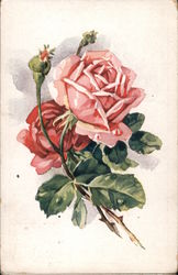 Pink roses Postcard